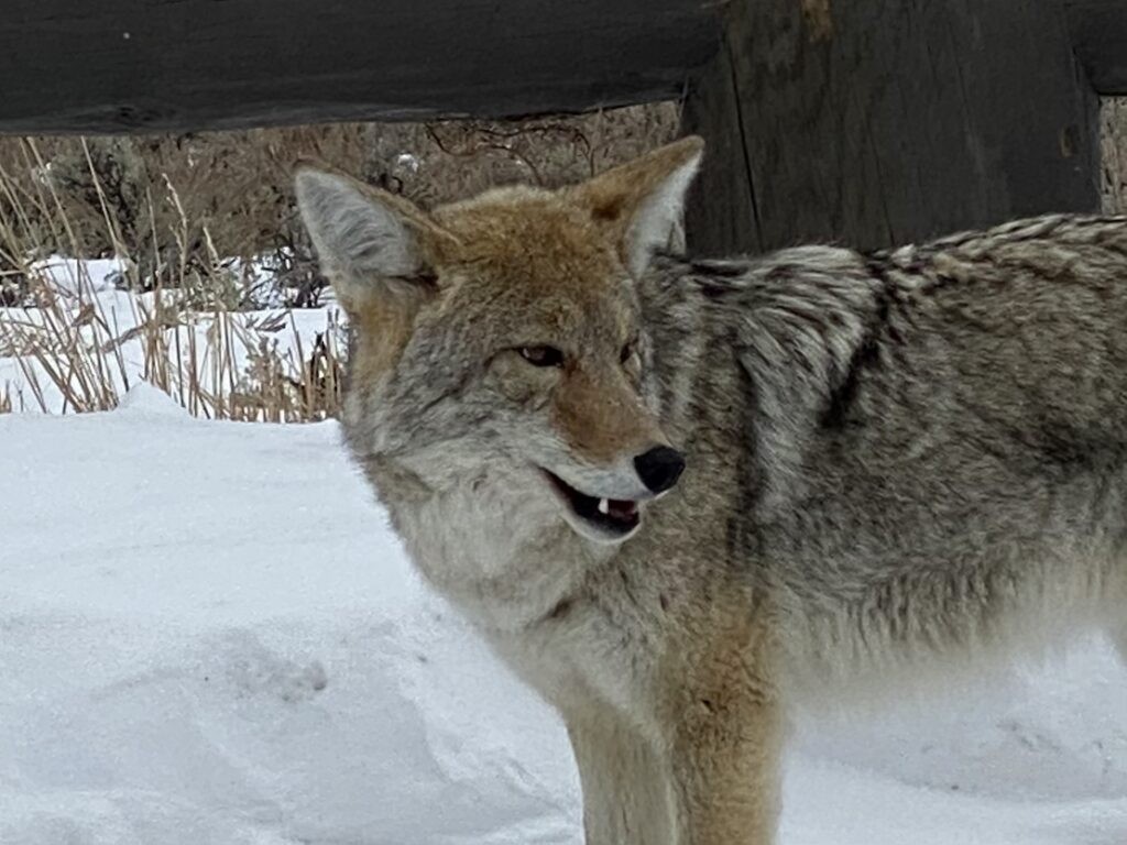 Coyote Yellowstone.National.Park